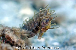 lined Seahorse by Jonathan Romanov 